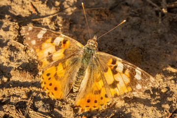 Macro of Vanessa cardui, painted lady, colorful buttefly, sitting on ground with spread wings