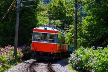 紫陽花と登山電車 © y.tanaka