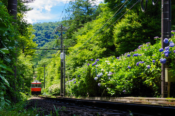 紫陽花と登山電車