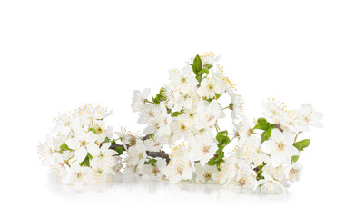 The flowers of cherry plum isolated on white