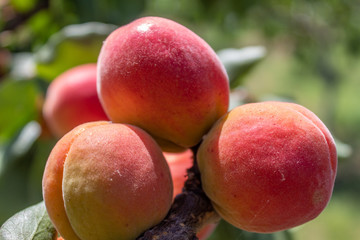 Apricot Branch With Ripe Fruits	
