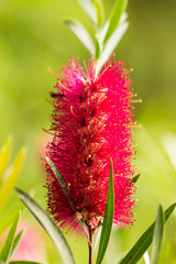 red fluffy flowers on a branch