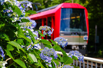 紫陽花と登山電車