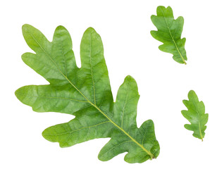 Fototapeta premium Oak leaves isolated on white, top view