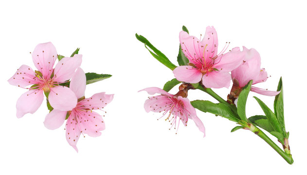 The flowers of peach isolated on white