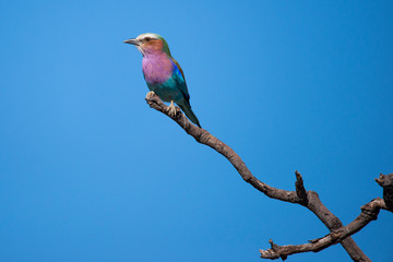 a Lilac Breasted Roller sitting in the sun on a dead tree
