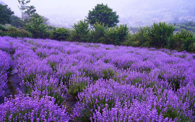 Fototapeta premium 보라색 라벤더 꽃이 만개한 풍경