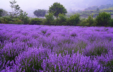Fototapeta na wymiar 보라색 라벤더 꽃이 만개한 풍경