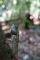 Closeup of beautiful crested lizard on the tree branch
