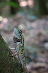 Closeup of beautiful crested lizard on the tree branch