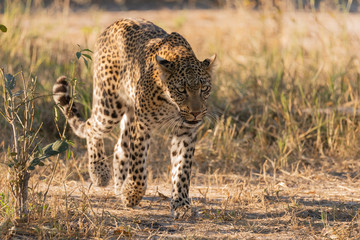 a beautiful female leopard walking in the sun of botswana