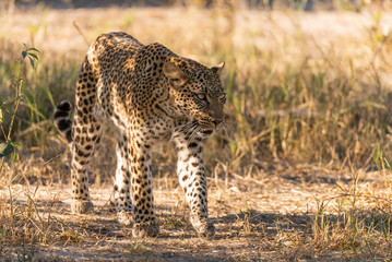 Fototapeta na wymiar a beautiful female leopard walking in the sun of botswana
