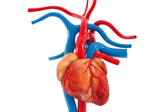 Anatomy of human heart. 3d render