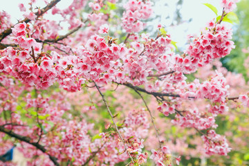 Vintage sakura or cherry blossom