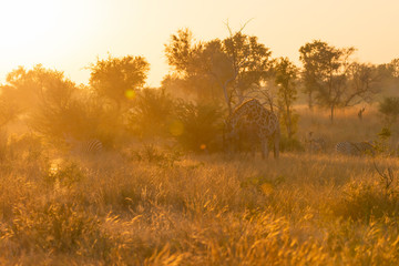 portrait of a beautiful giraffe standing in the rising sunlight