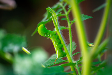 Obraz premium Tobacco Hornworm Munching on Young Tomato Plant