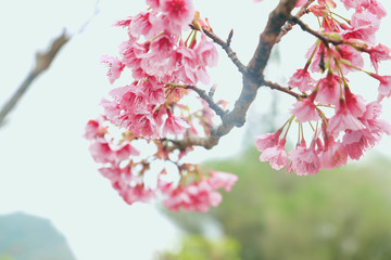 Vintage sakura or cherry blossom