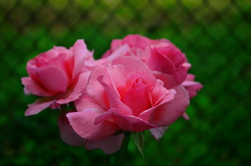 beautiful delicate pink rose in the garden