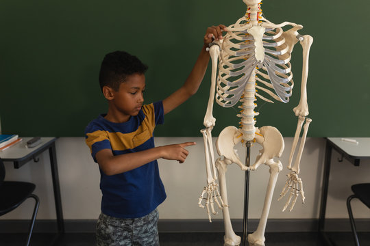 Front view of schoolboy explaining human skeleton model in classroom - Powered by Adobe