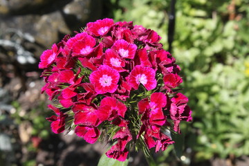 Rosa Nelken im Garten