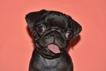 picture of a pug