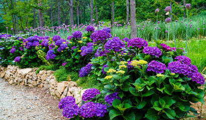 여름철에 핀 아름다운 수국꽃