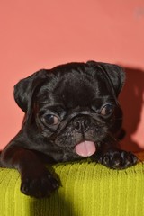 picture of a pug