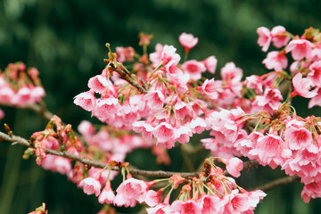 Vintage sakura or cherry blossom