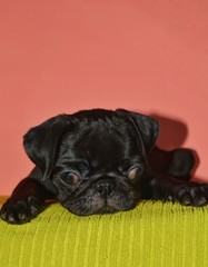 picture of a pug