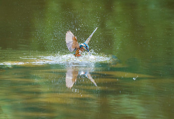 물고기를 잡는 먹는 날샌 물총새