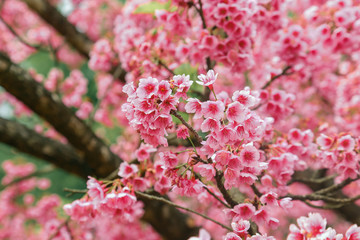 Vintage sakura or cherry blossom