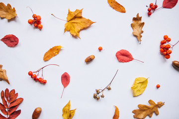 Obraz na płótnie Canvas Autumn leaves, rowan and acorns on a white background. Abstract composition.