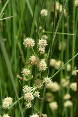 Obraz premium Clustered clubrush white flowers - Latin name - Scirpoides holoschoenus