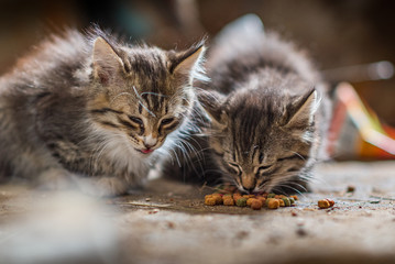 Two homeless kittens eat cat food.