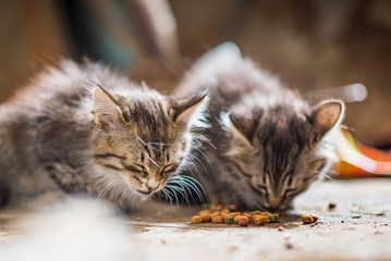 Two homeless kittens eat cat food.