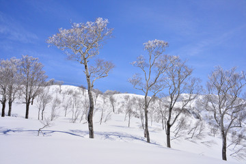 快晴の雪原と輝く霧氷