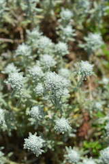 Poley germander - Latin name - Teucrium polium