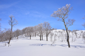 快晴の雪原と輝く霧氷