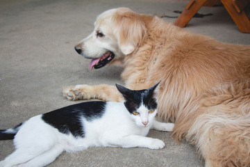 Cat and dog lying on floor relaxing.