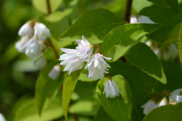 Deutzia hybrid white and pink flowers - Latin name - Deutzia x hybrida