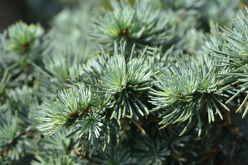 Atlas cedar PonPon - Latin name - Cedrus atlantica Glauca