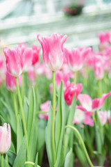 Tulip flowers  in garden nature background