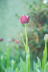 Tulip flowers  in garden nature background