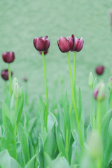 Tulip flowers  in garden nature background