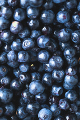 Bilberry, wild berry close-up. Blueberry