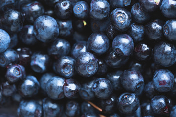 Bilberry, wild berry close-up. Blueberry