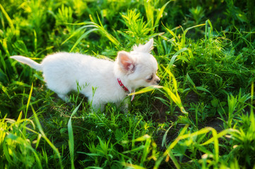 Funny puppy chihuahua walks in the green grass