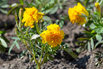 yellow flowers in garden. Selective focus