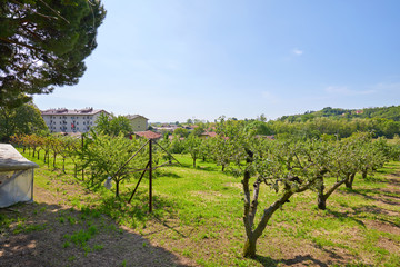 Fototapeta na wymiar Orchard and green meadow in a sunny summer day, Italy