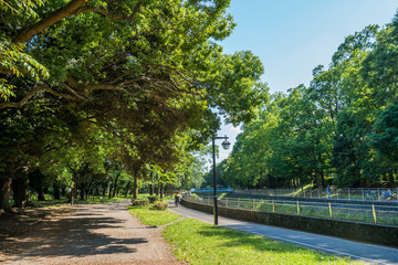 善福寺川緑地の風景